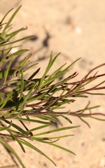 Dimorphotheca montana