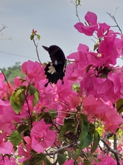 Papilio nephelus chaonulus