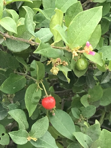 Malpighia glabra