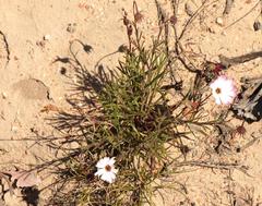 Dimorphotheca montana