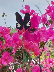 Papilio nephelus chaonulus
