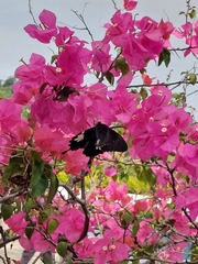 Papilio nephelus chaonulus