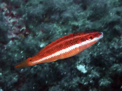 Symphodus doderleini
