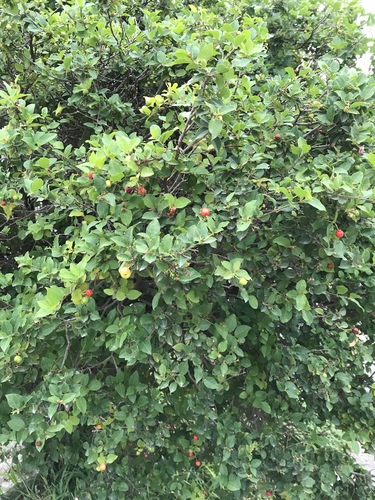 Malpighia glabra