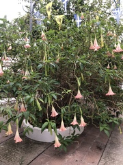 Brugmansia