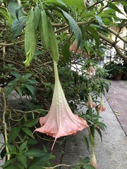 Brugmansia