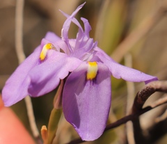 Moraea bipartita