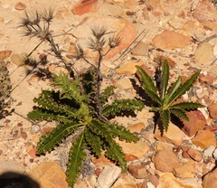 Berkheya carlinoides