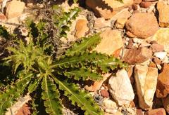 Berkheya carlinoides