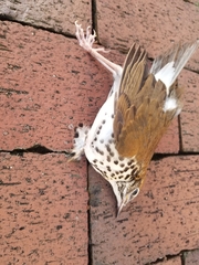 Hylocichla mustelina