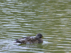 Anas platyrhynchos