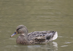 Anas platyrhynchos
