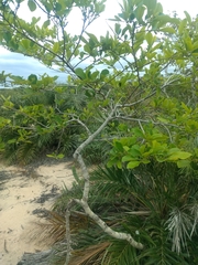 Diospyros inconstans