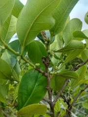 Diospyros inconstans