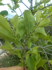 Diospyros inconstans