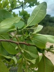 Diospyros inconstans