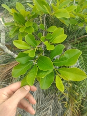 Diospyros inconstans
