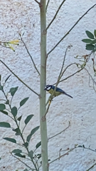 Cyanistes teneriffae teneriffae