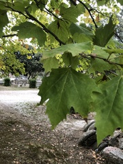 Platanus