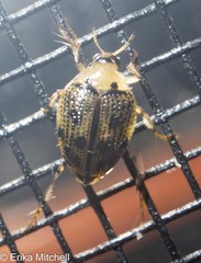 Peltodytes edentulus