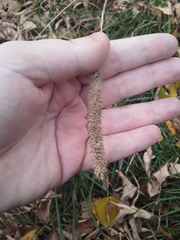 Phleum pratense