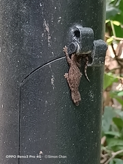 Lepidodactylus lugubris