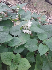 Lamium album