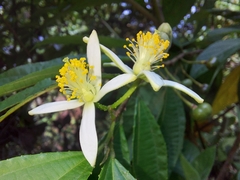 Grewia serrulata