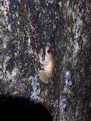 Ranoidea rheocola