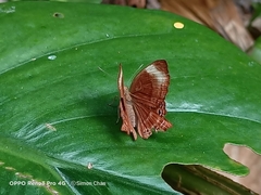 Abisara saturata kausambioides