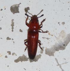 Anadastus praeustus