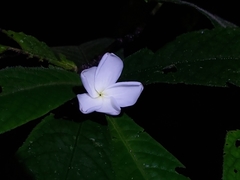 Atractocarpus hirtus