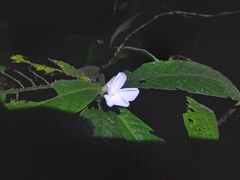 Atractocarpus hirtus