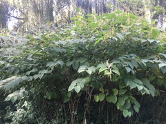 Reynoutria japonica