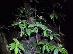 Atractocarpus hirtus