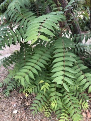 Ailanthus