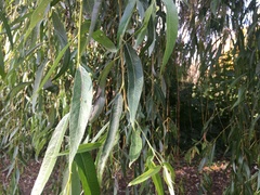Salix × sepulcralis