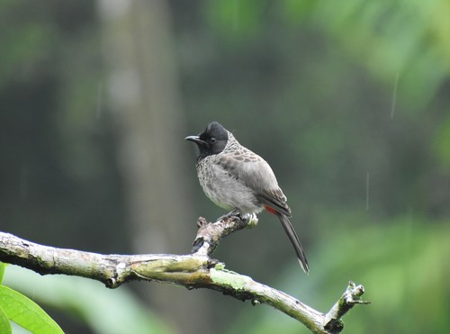 Bulbul cafre (Pycnonotus cafer)