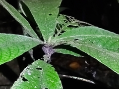 Atractocarpus hirtus