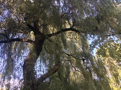 Salix × sepulcralis