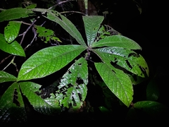 Atractocarpus hirtus