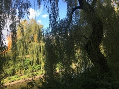 Salix × sepulcralis