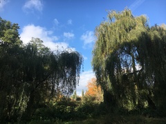 Salix × sepulcralis