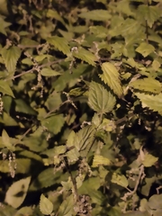 Urtica dioica