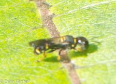 Ectemnius stirpicola