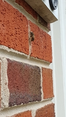 Anthophora villosula