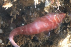 Aspasmogaster costata