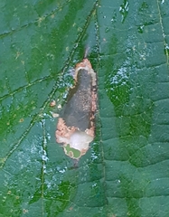 Phyllonorycter nicellii