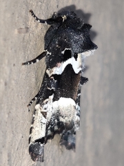 Phlogophora albovittata