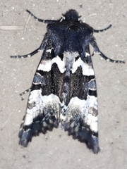 Phlogophora albovittata